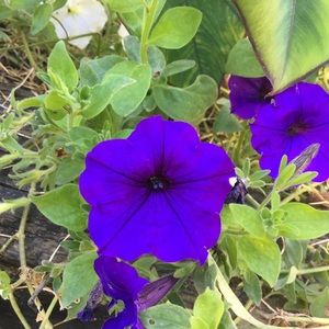 Meet your Posher, Lia